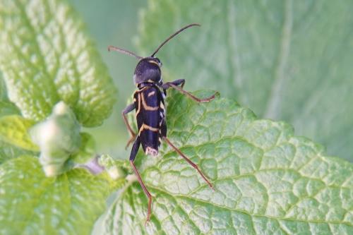Réf. 345 157 : Xylotrechus antilope